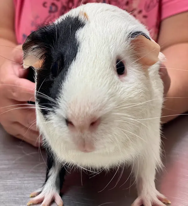 All Hearts Animal Hospital Picture 7