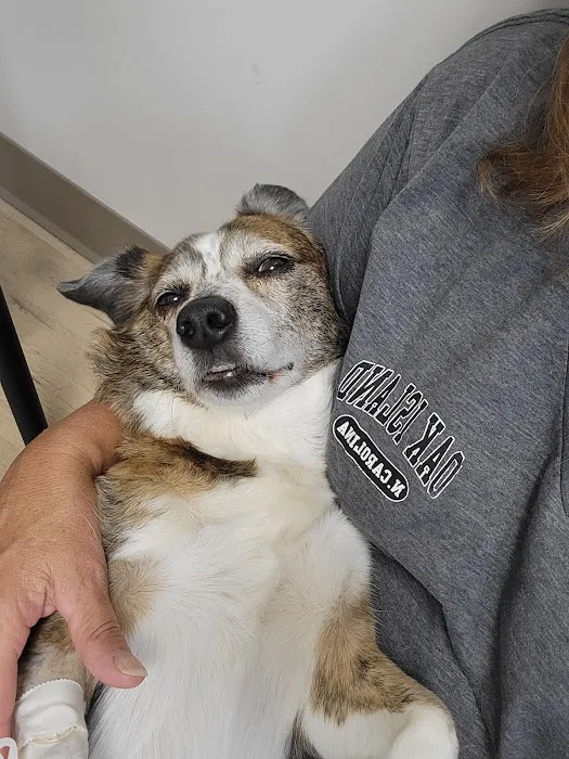 Carolina Animal Specialty & Emergency Picture 3