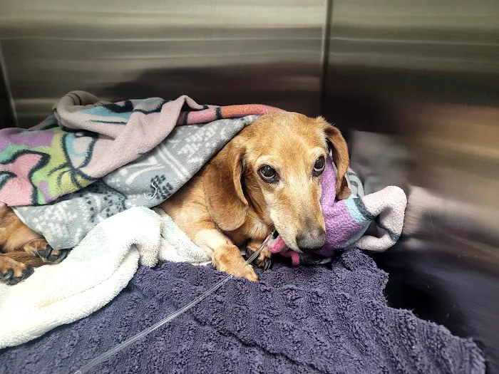 Carolina Animal Specialty & Emergency Picture 9