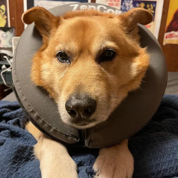 Carolina Animal Specialty & Emergency Picture 4
