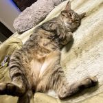 Carolina Animal Specialty & Emergency