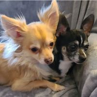 Lake Hickory Veterinary Hospital ico