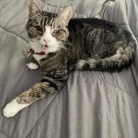 Catawba Valley Animal Hospital ico