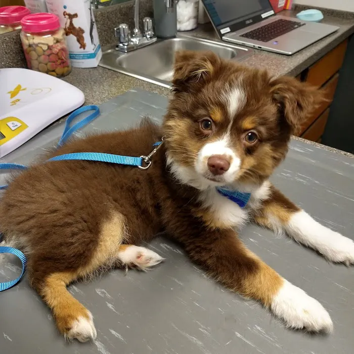 Catawba Valley Animal Hospital Picture 10