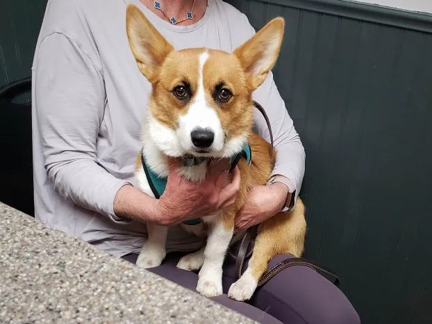 Catawba Valley Animal Hospital Picture 7