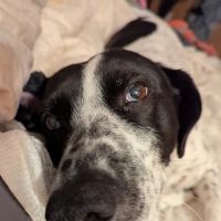 Hill Animal Hospital ico