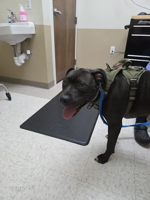 Blue Skies Veterinary Hospital Picture 7