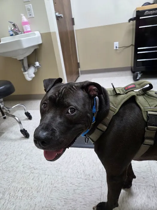 Blue Skies Veterinary Hospital Picture 10
