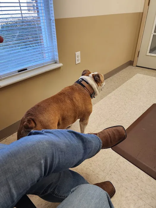 Blue Skies Veterinary Hospital Picture 4
