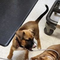Blue Skies Veterinary Hospital ico