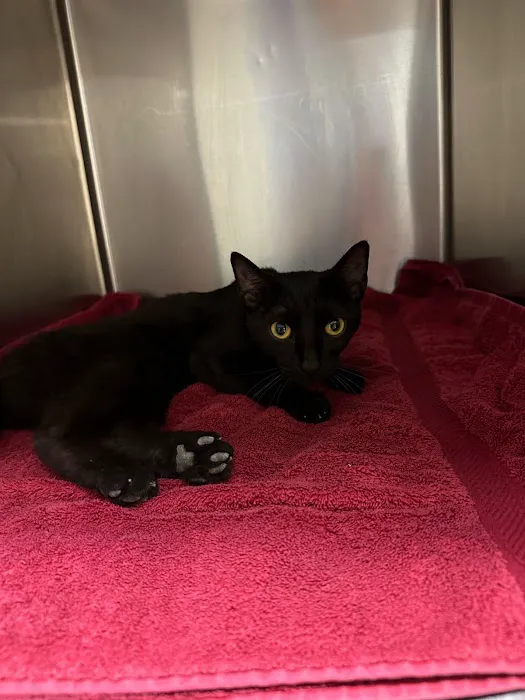 Foothills Spay Clinic Picture 1