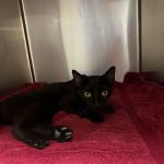 Foothills Spay Clinic