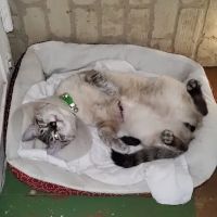 Animal Hospital-Newton Conover ico