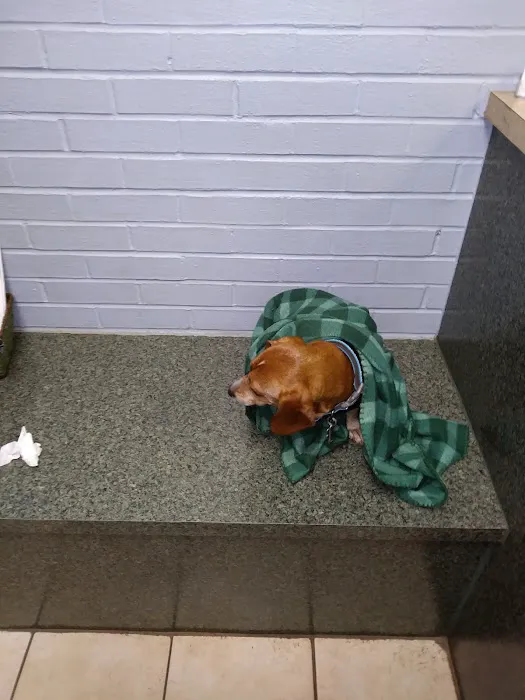 Animal Hospital-Newton Conover Picture 3