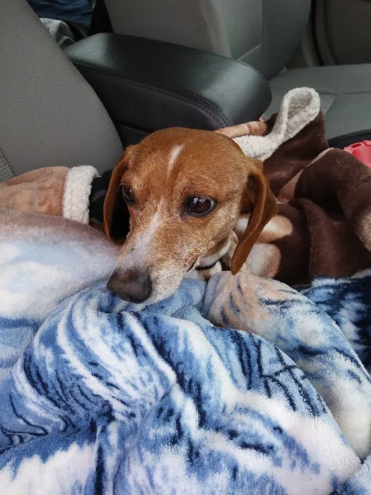 Animal Hospital-Newton Conover Picture 8
