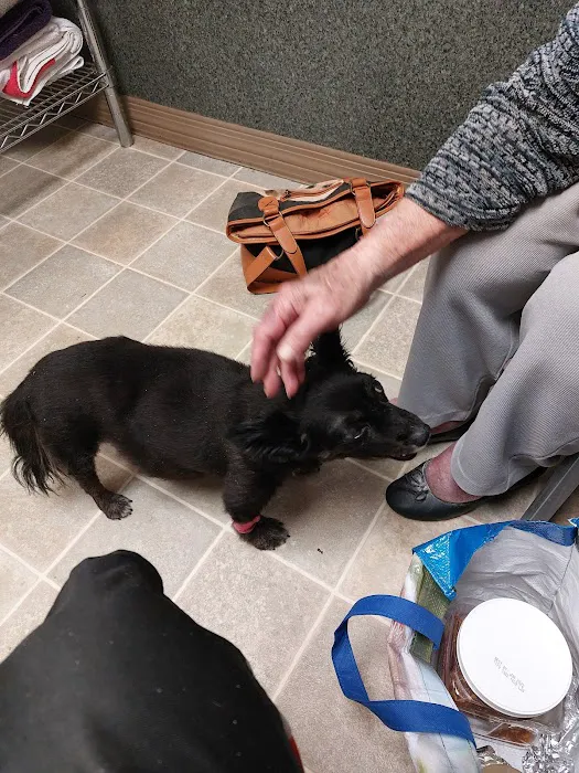 Animal Hospital-Newton Conover Picture 9