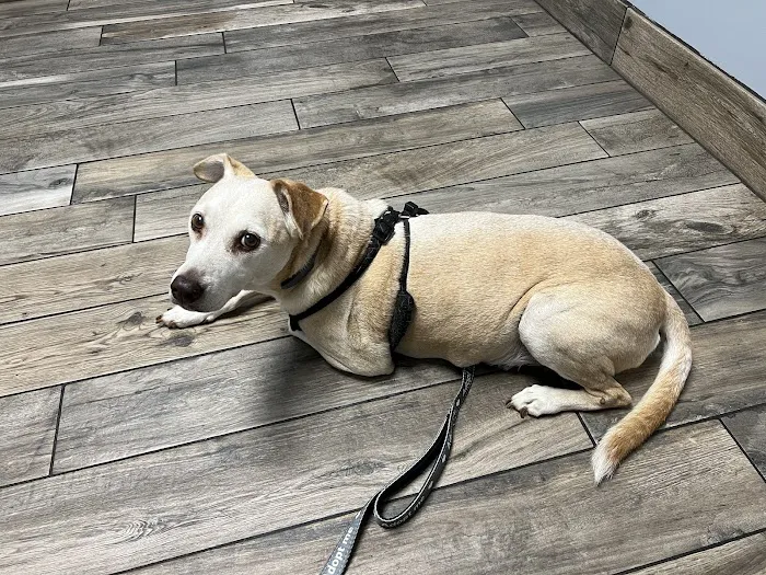 Startown Veterinary Hospital Picture 6