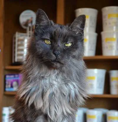 Startown Veterinary Hospital Picture 8
