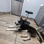 Startown Veterinary Hospital