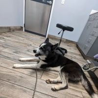 Startown Veterinary Hospital ico