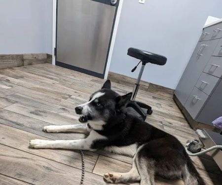 Startown Veterinary Hospital