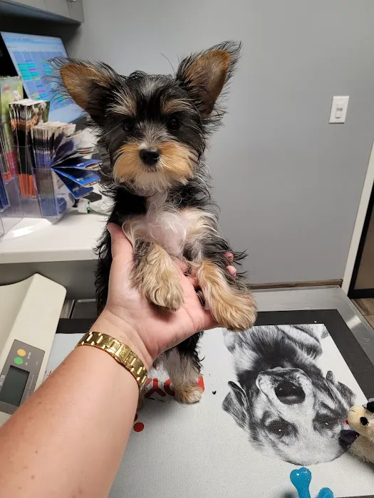 Startown Veterinary Hospital Picture 7