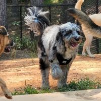 Sherrills Ford Animal Hospital ico
