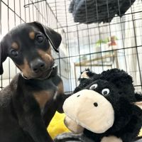 Grace Veterinary Hospital ico