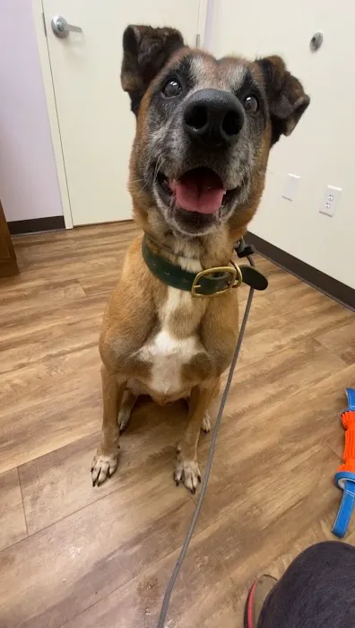 Grace Veterinary Hospital Picture 7