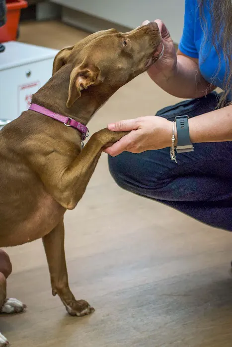 TotalBond Veterinary Hospital at Davidson Picture 7