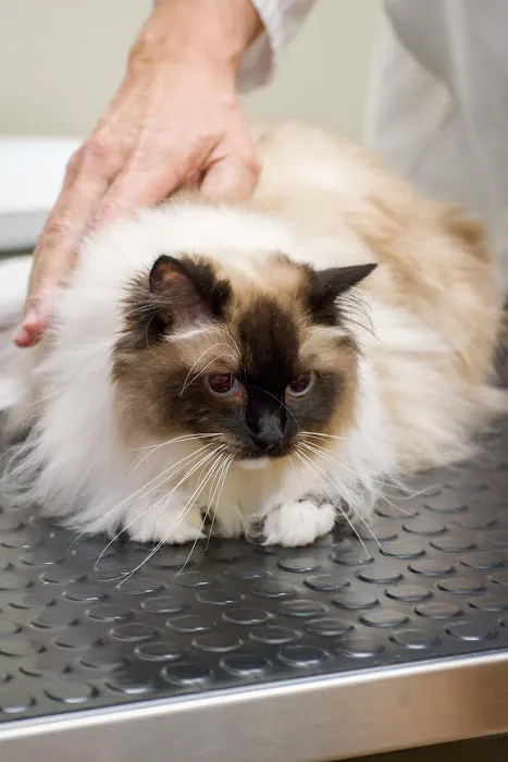 TotalBond Veterinary Hospital at Davidson Picture 3