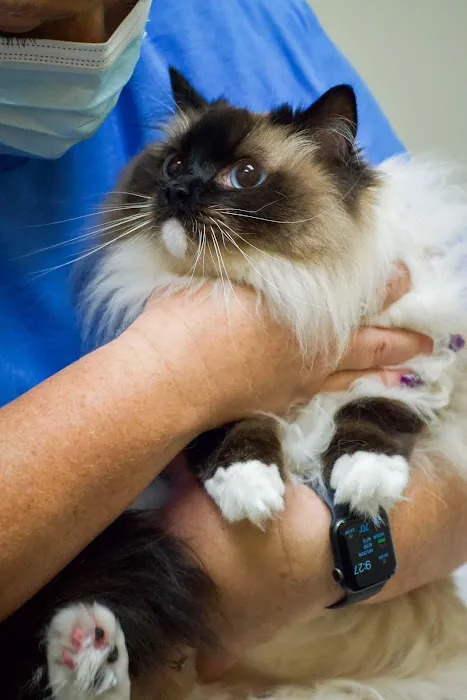 TotalBond Veterinary Hospital at Davidson Picture 1