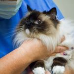 TotalBond Veterinary Hospital at Davidson