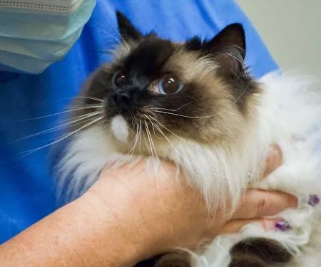 TotalBond Veterinary Hospital at Davidson