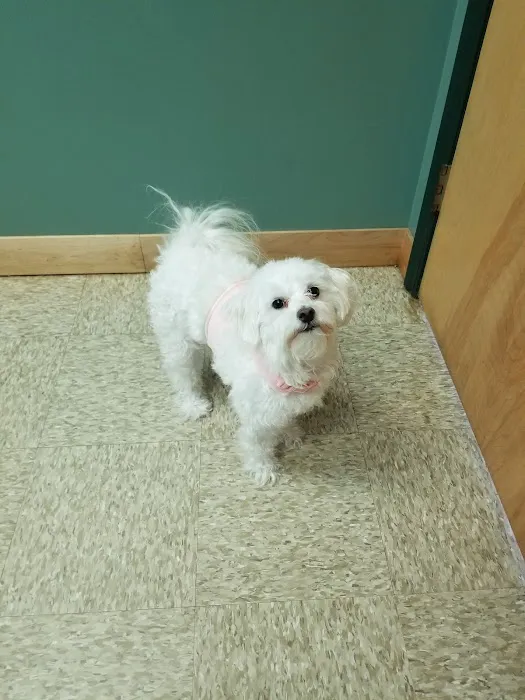 Little Mountain Veterinary Clinic Picture 5
