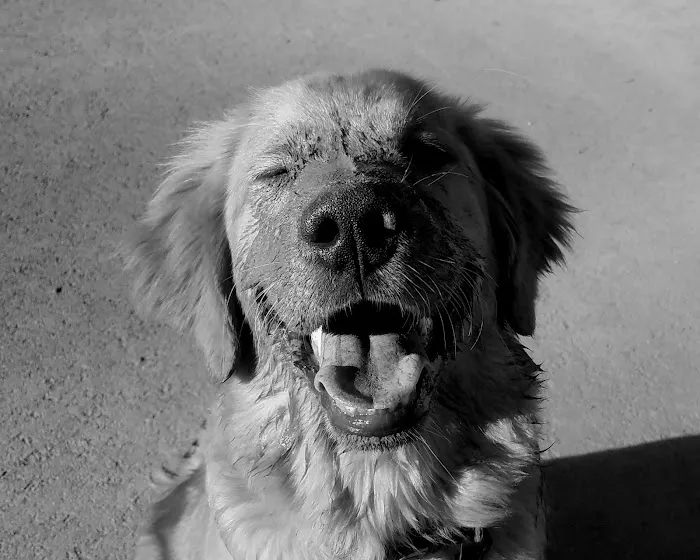 Little Mountain Veterinary Clinic Picture 10