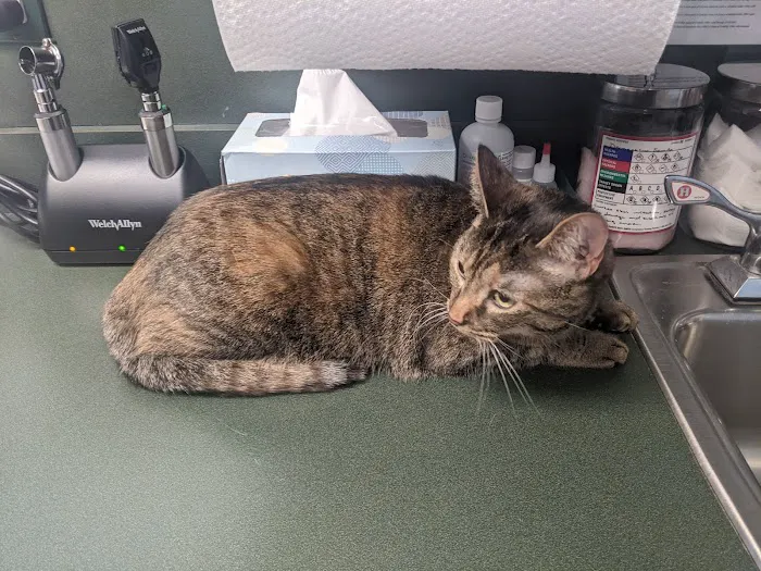 Little Mountain Veterinary Clinic Picture 1