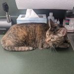 Little Mountain Veterinary Clinic