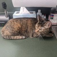 Little Mountain Veterinary Clinic ico