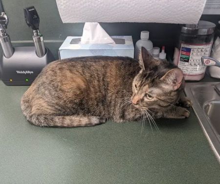 Little Mountain Veterinary Clinic