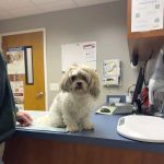 West Shore Animal Hospital