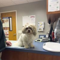 West Shore Animal Hospital ico