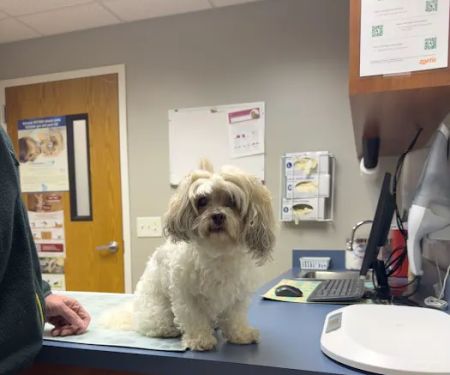 West Shore Animal Hospital