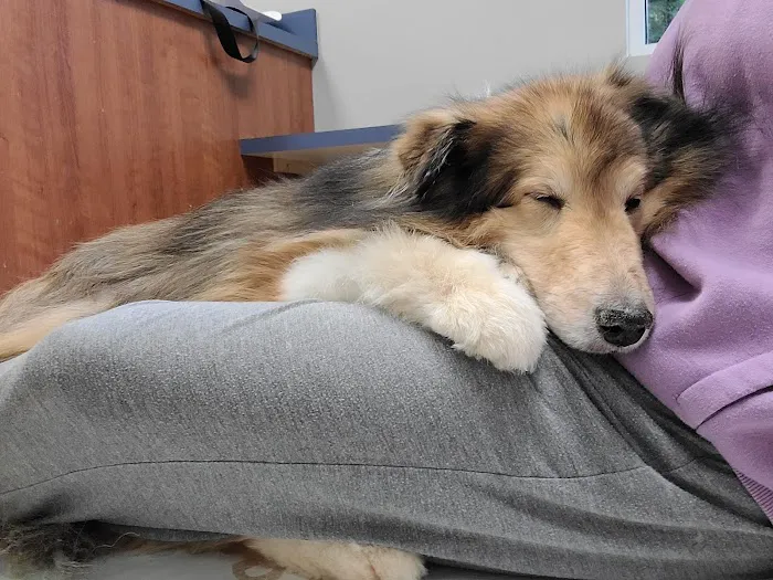 West Shore Animal Hospital Picture 8