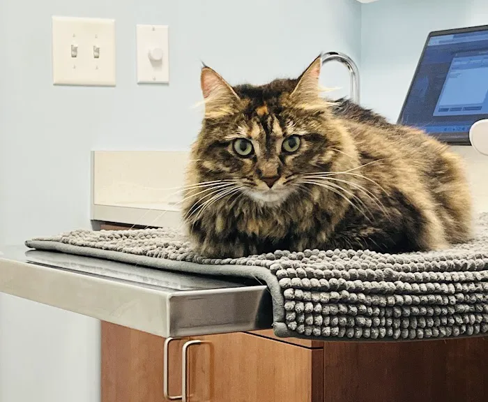 Whole Pet Veterinary Hospital - Davidson Picture 2