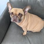 Whole Pet Veterinary Hospital - Davidson