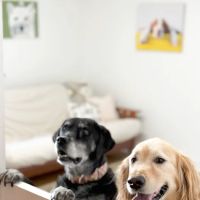 Main Street Veterinary Hospital ico