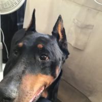 Bedrock Veterinary Specialists ico