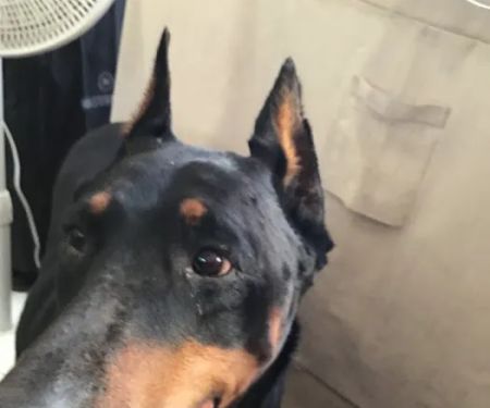 Bedrock Veterinary Specialists