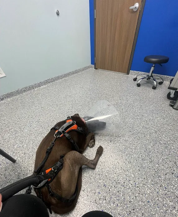 Bedrock Veterinary Specialists Picture 8